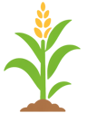 corn plant